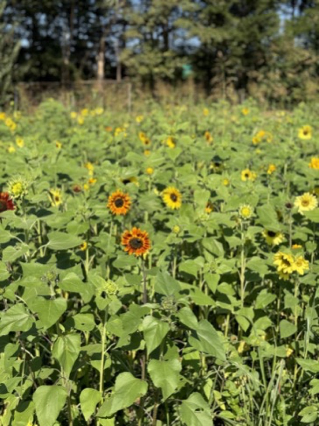 Urban Sprout Farms sunflower maze in full bloom, Atlanta GA